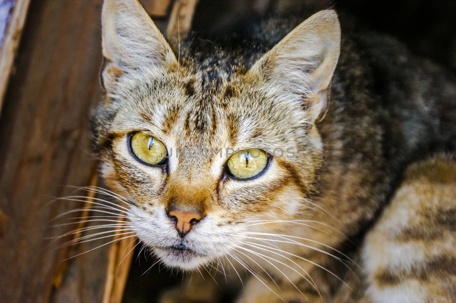 An image of homeless cat