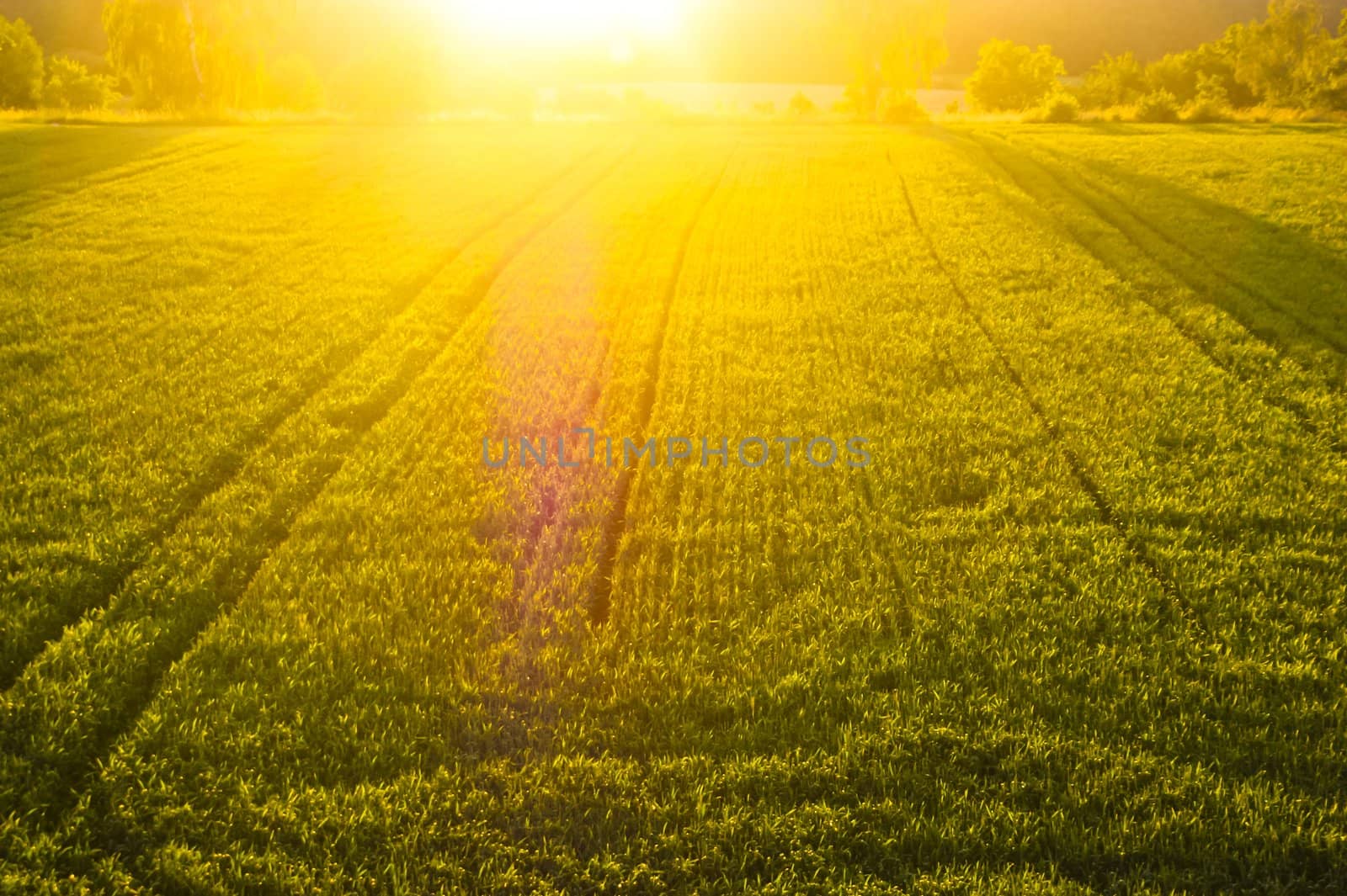 An image of wheat corn