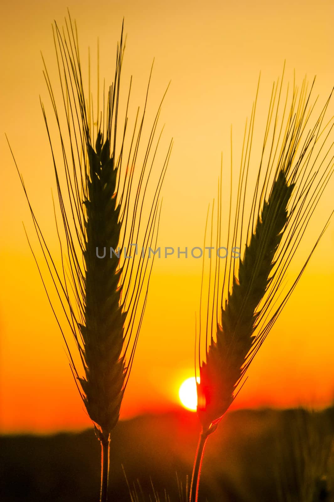 An image of wheat corn