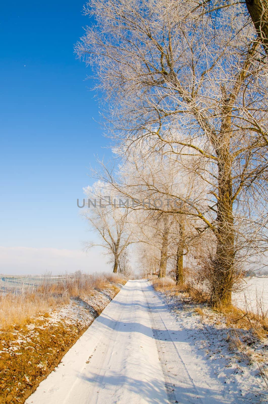 an image of winter scenery, trees covered by snow