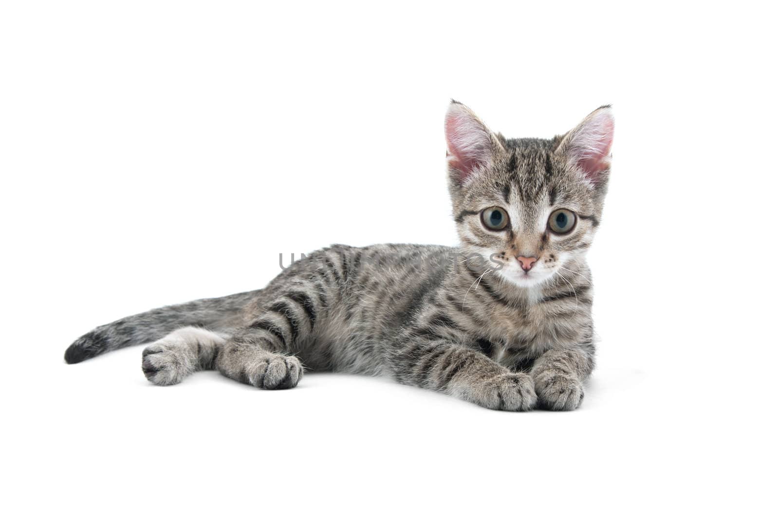 Grey striped kitten on a white background