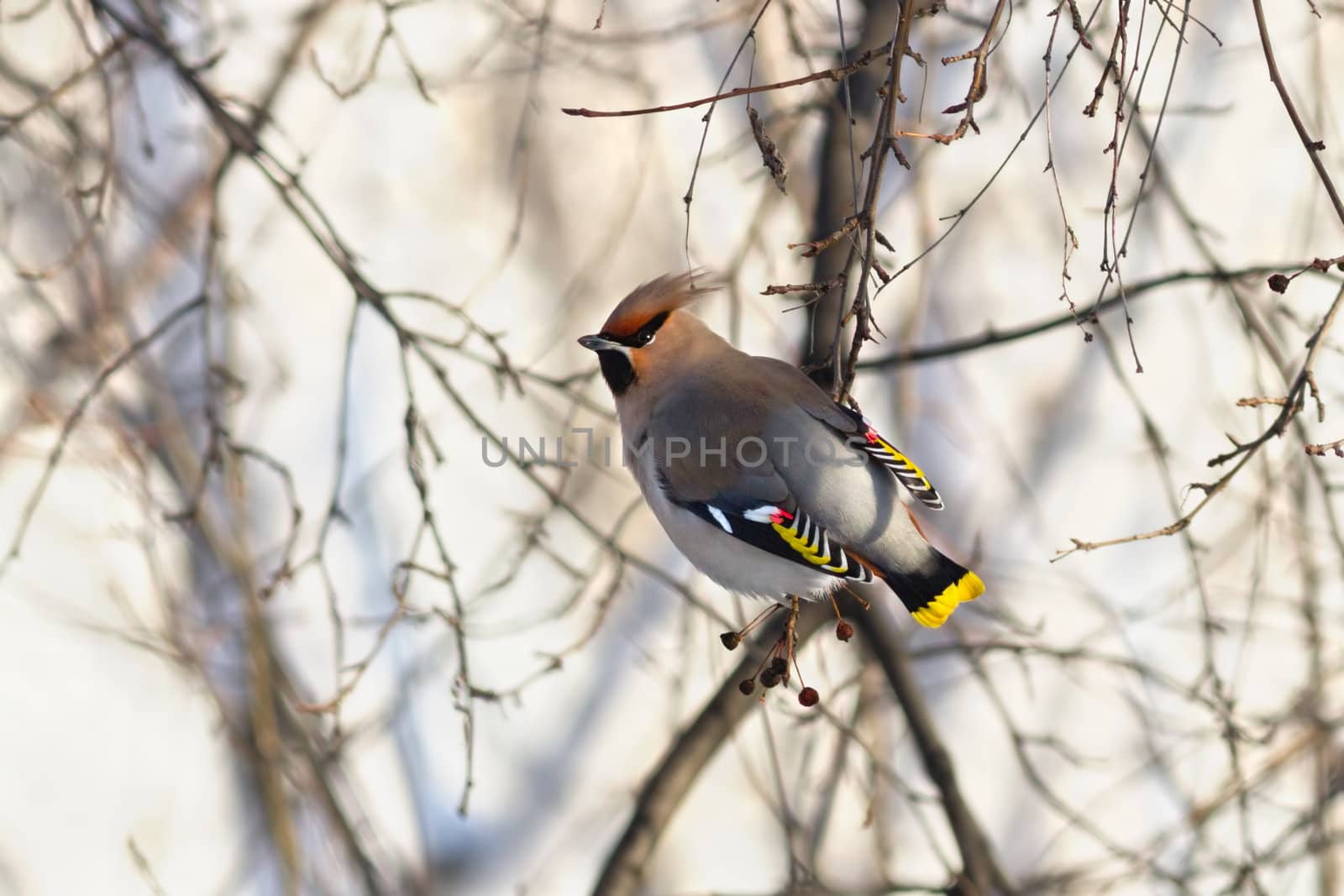 Waxwing by Ohotnik