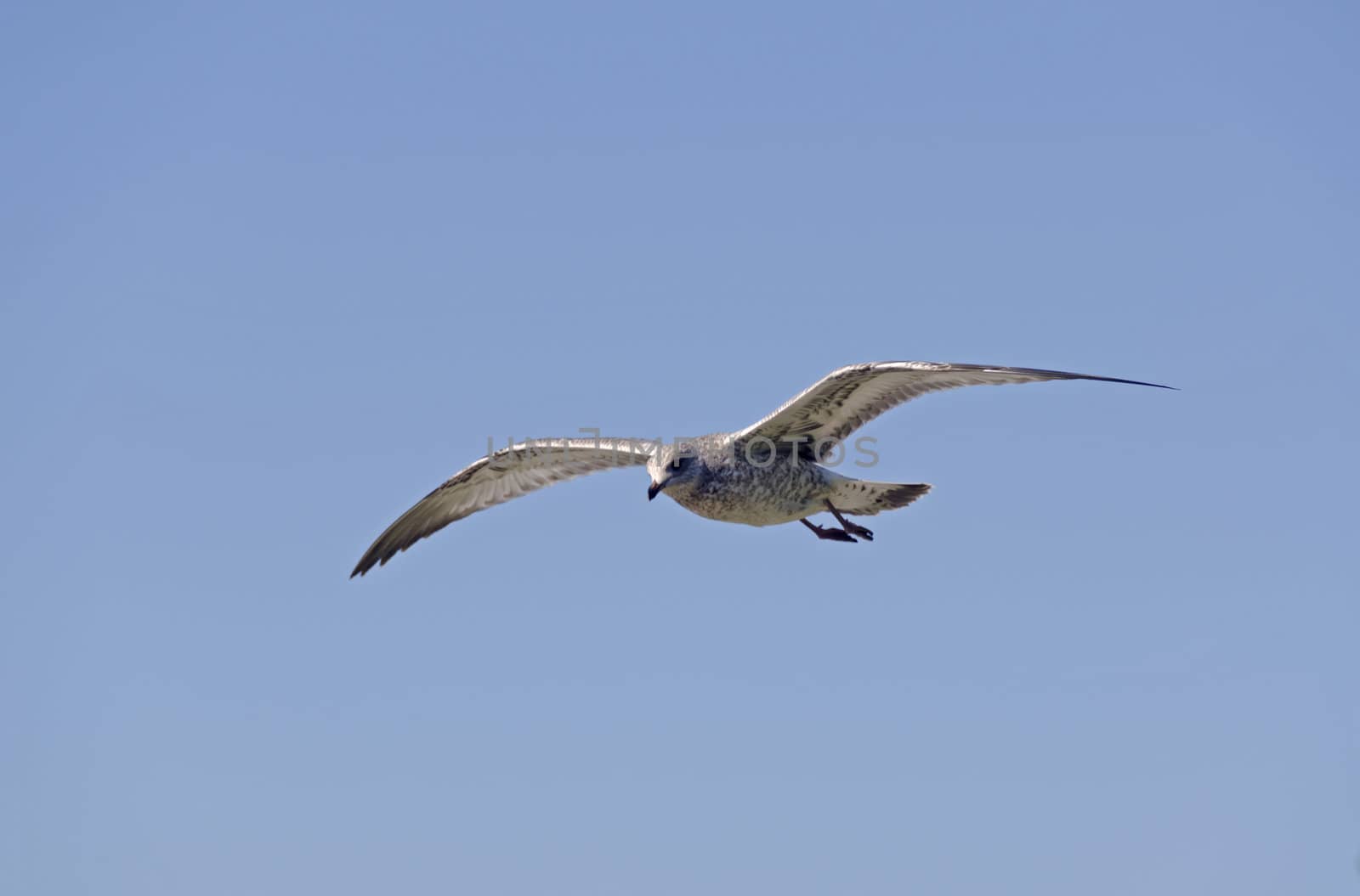 Gull in flight on blue sky background