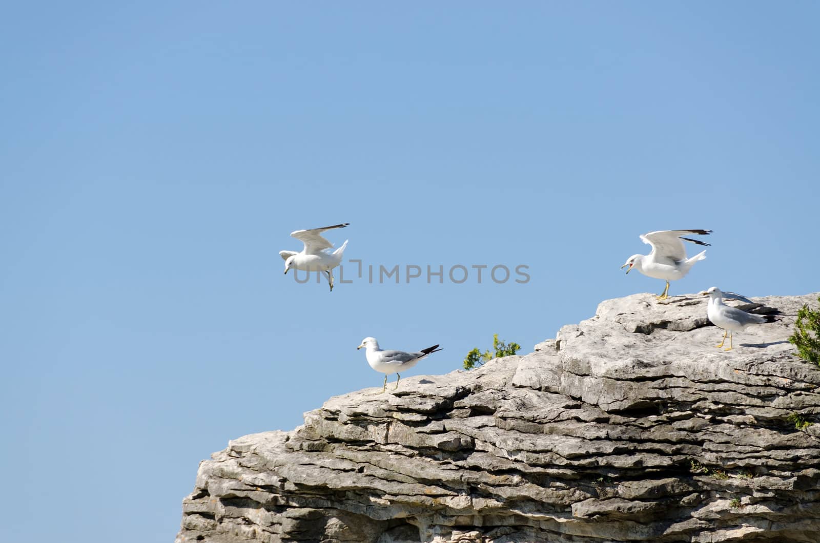 Gulls in flight and sitting on rock on blue sky background 