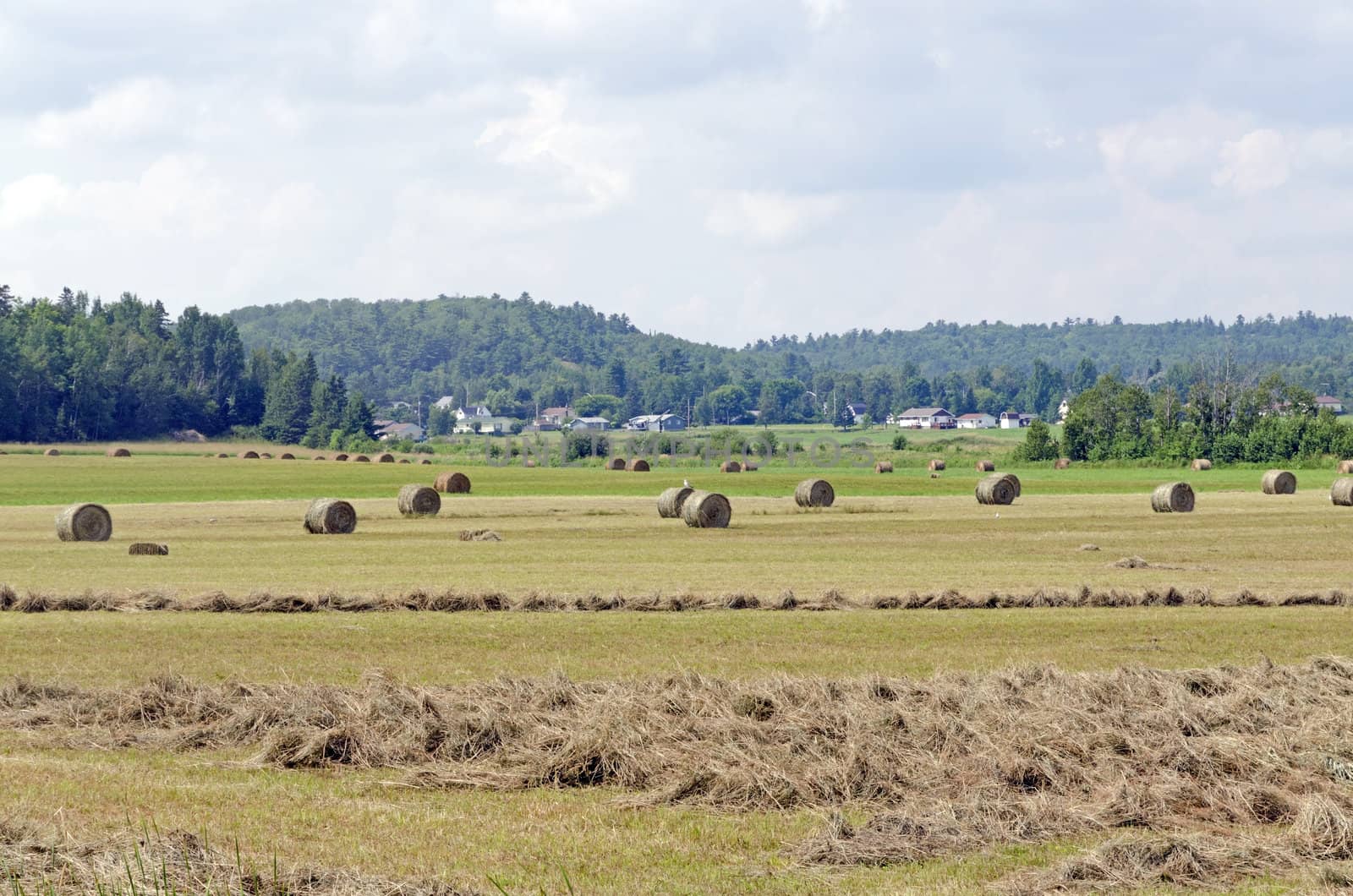 Hay bails in a field on green grass background