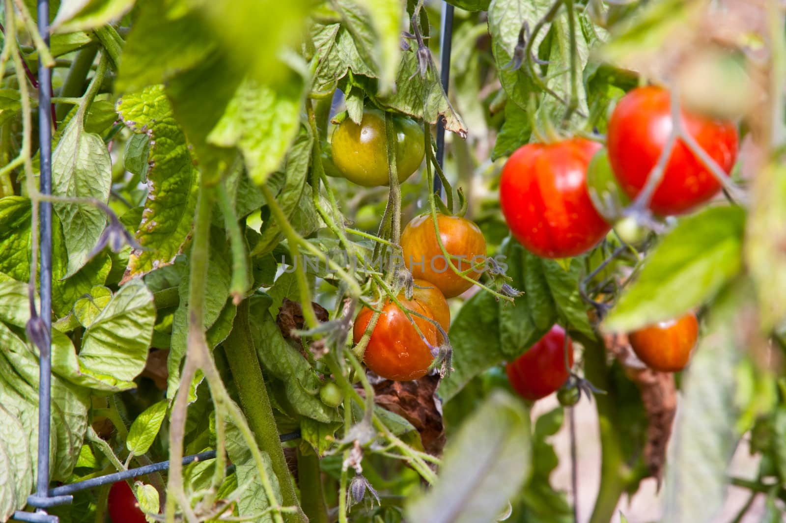 Tomato plants in a garden