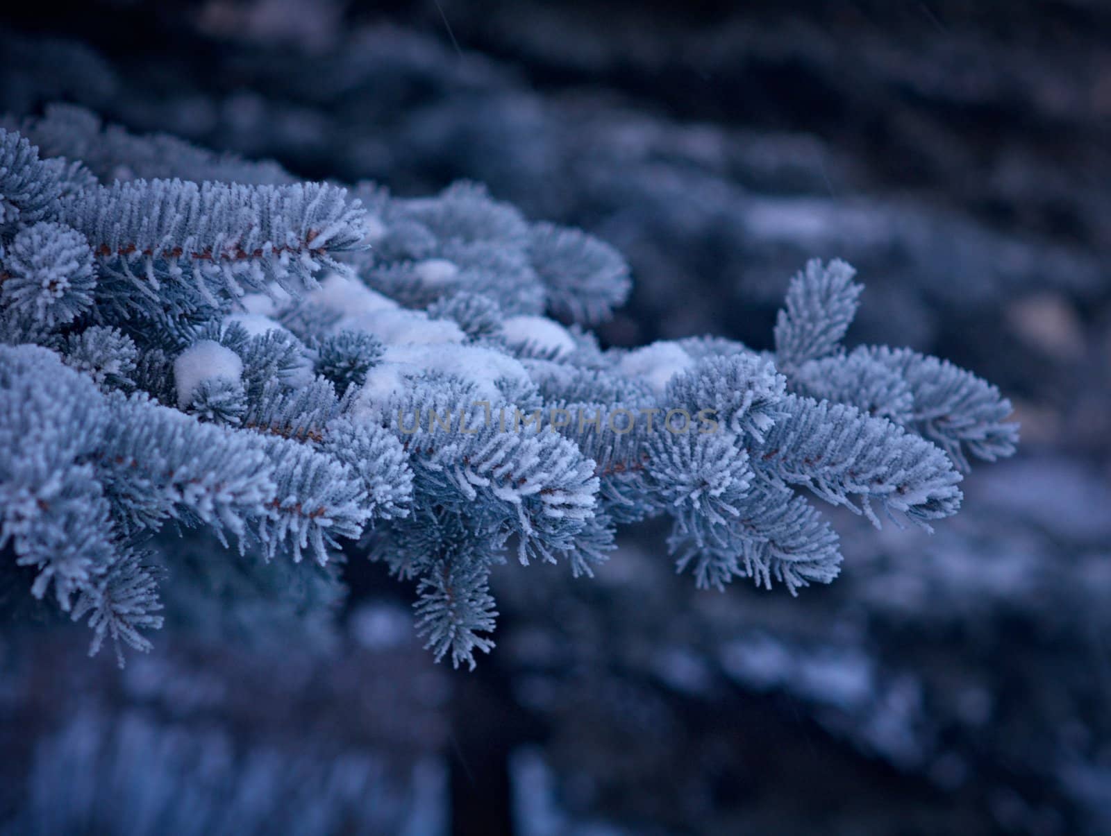 Winter frost on spruce tree  close-up .Shallow depth-of-field. 
