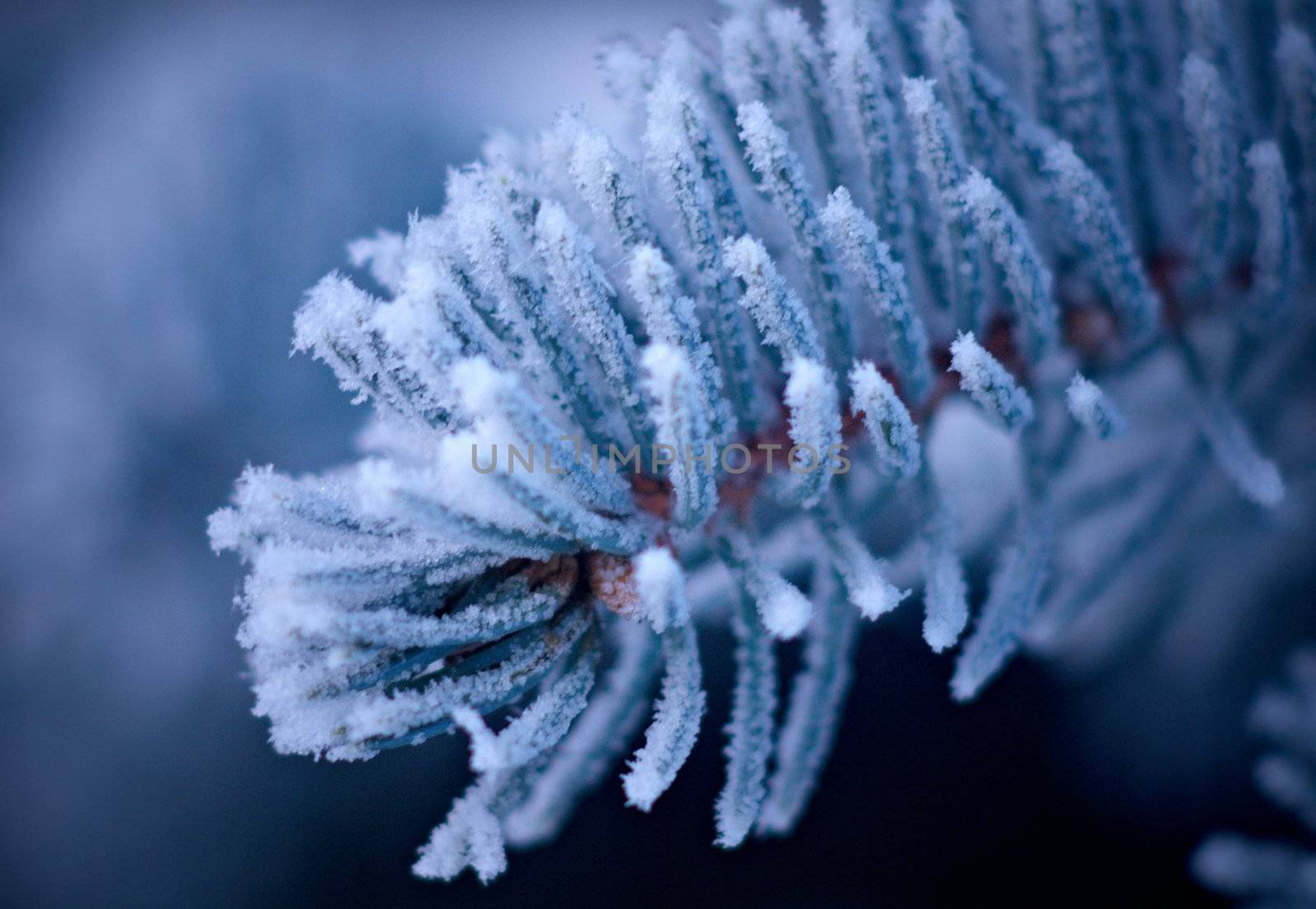Winter frost on spruce tree  close-up .Shallow depth-of-field. 