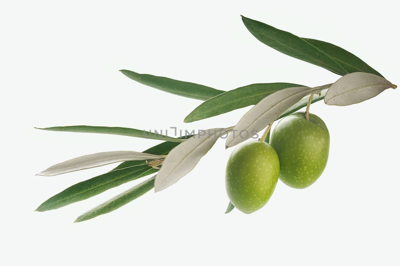 Isolated branch with two fresh olives on the gray