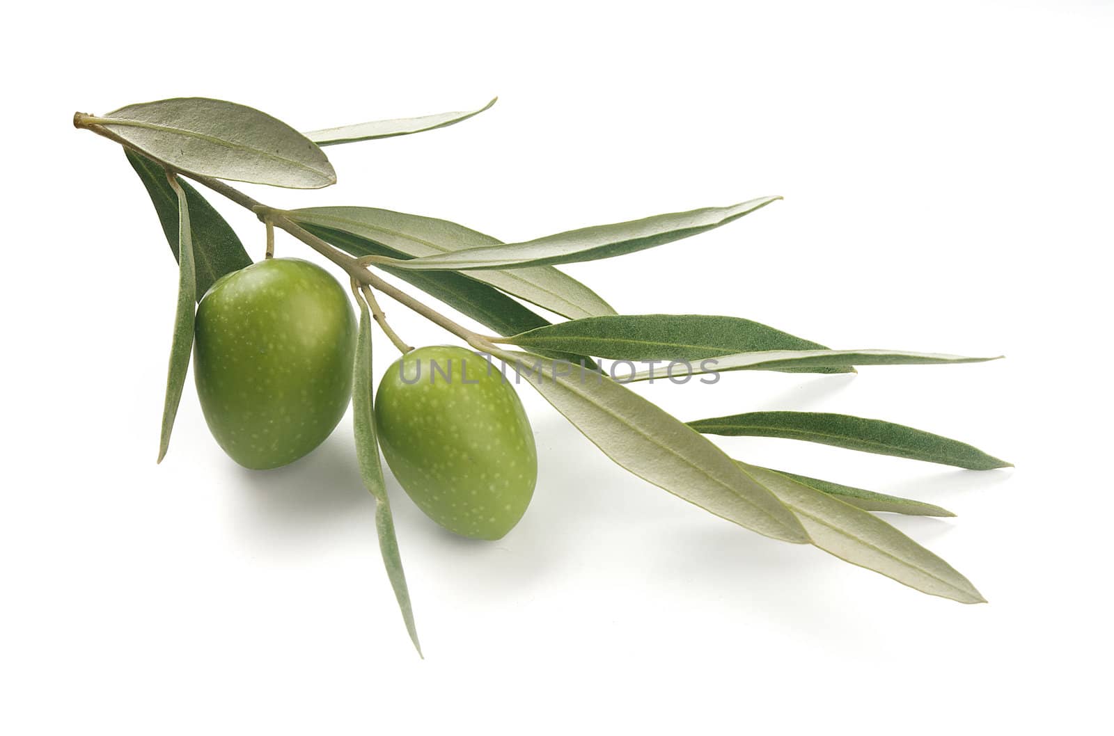 Isolated olive's branch with leaves and two fruits
