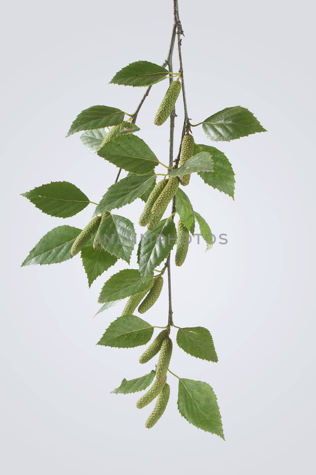 Isolated branch of birch with leaves on the gray