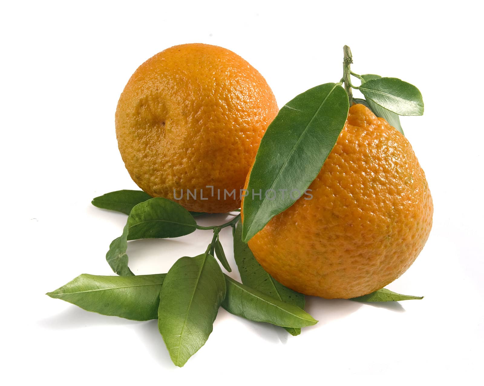 Two orange tangerines on the green fresh tangerine's leafs