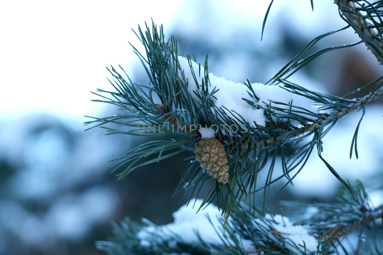 Branch of a winter pine tree with a cone