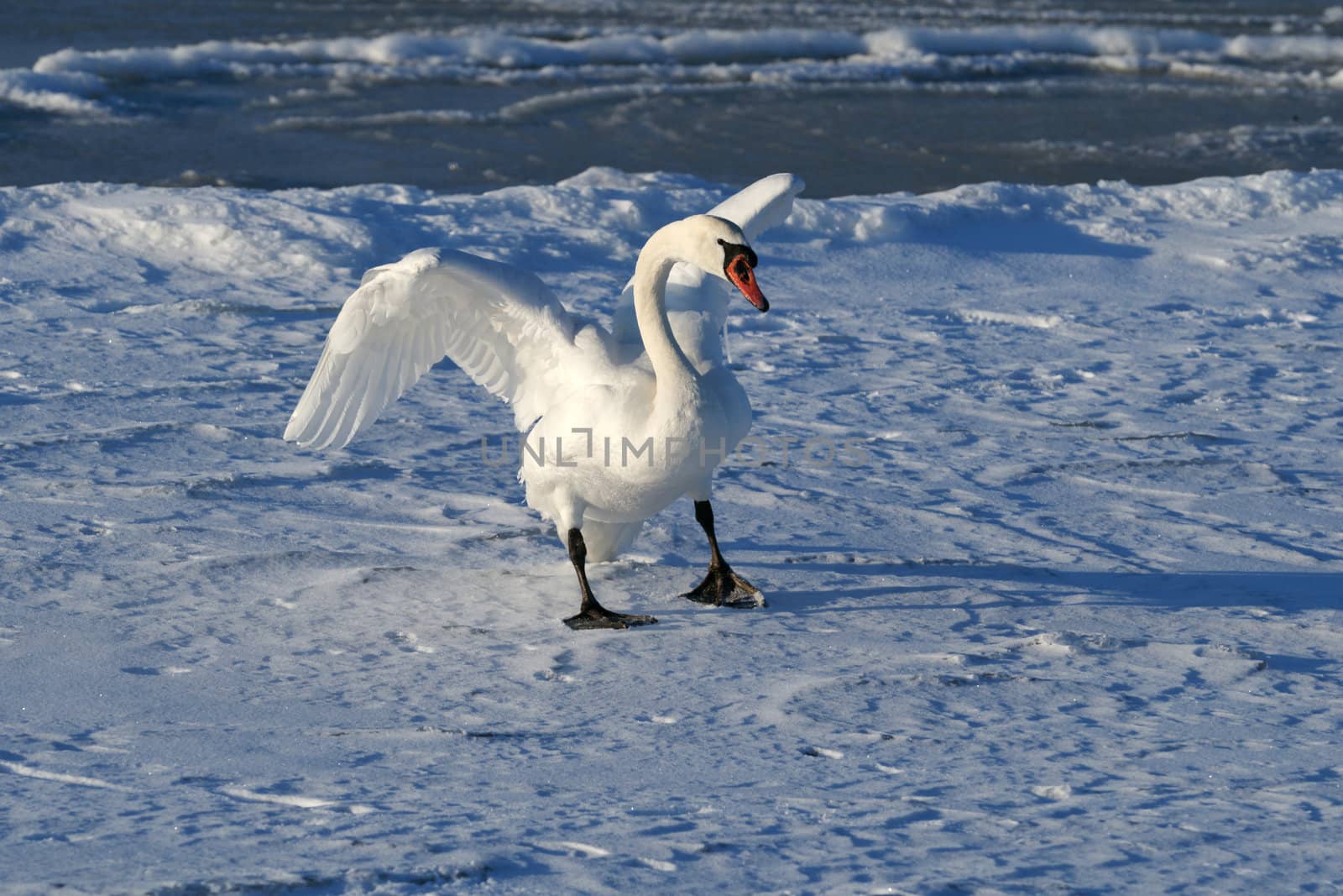 The swan has spread wings