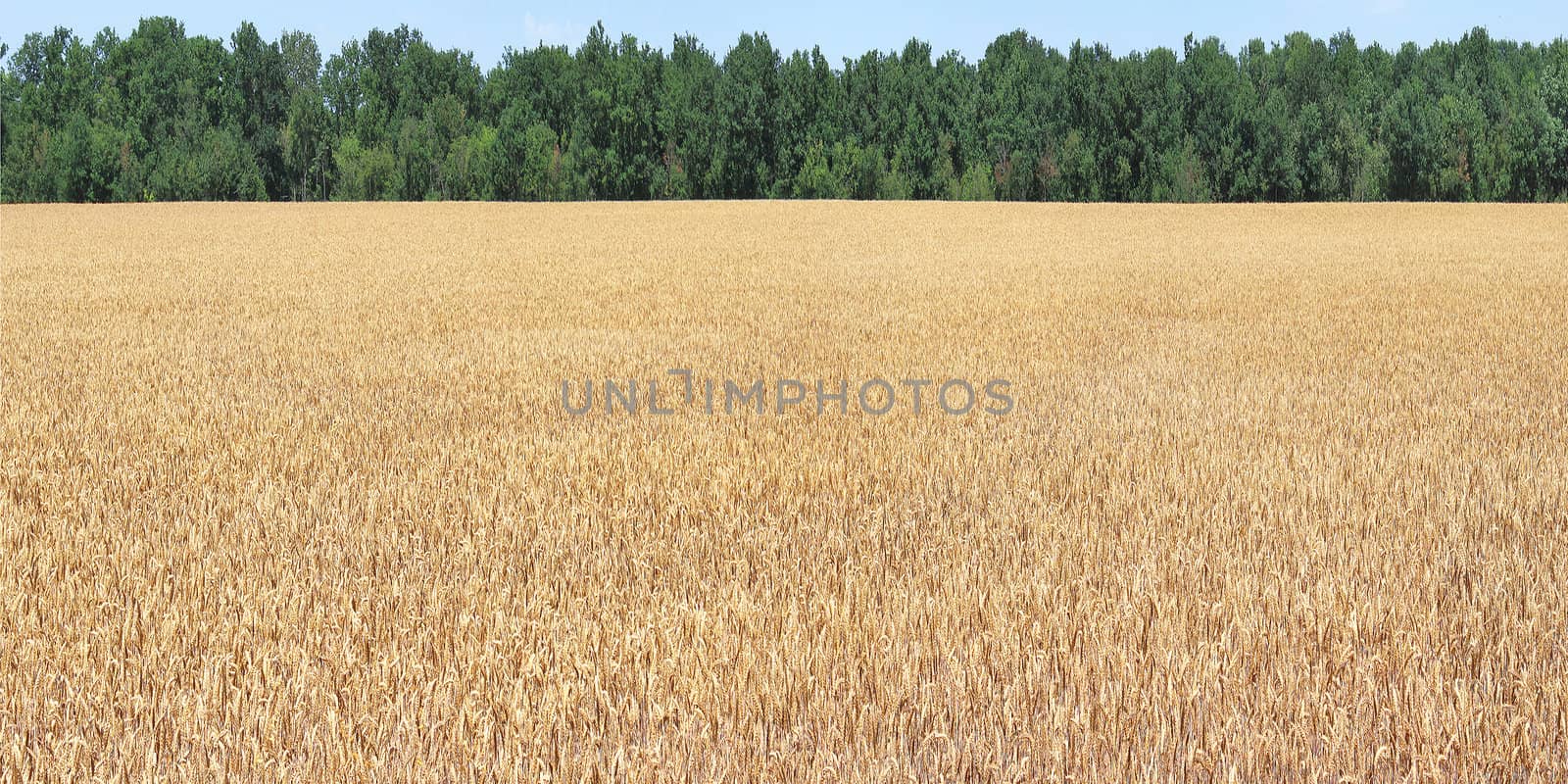 a field of corn in view