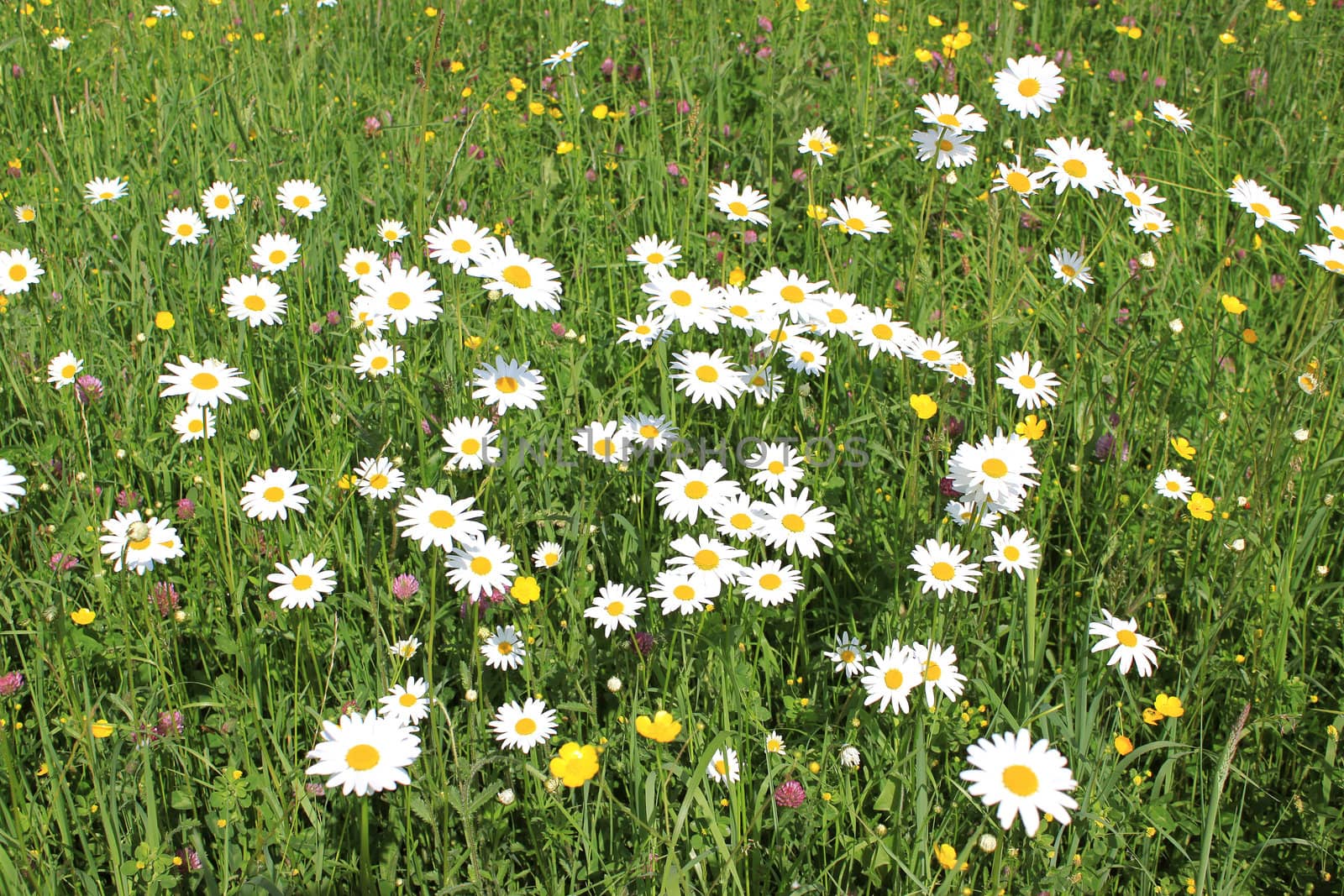 Flower field by 26amandine