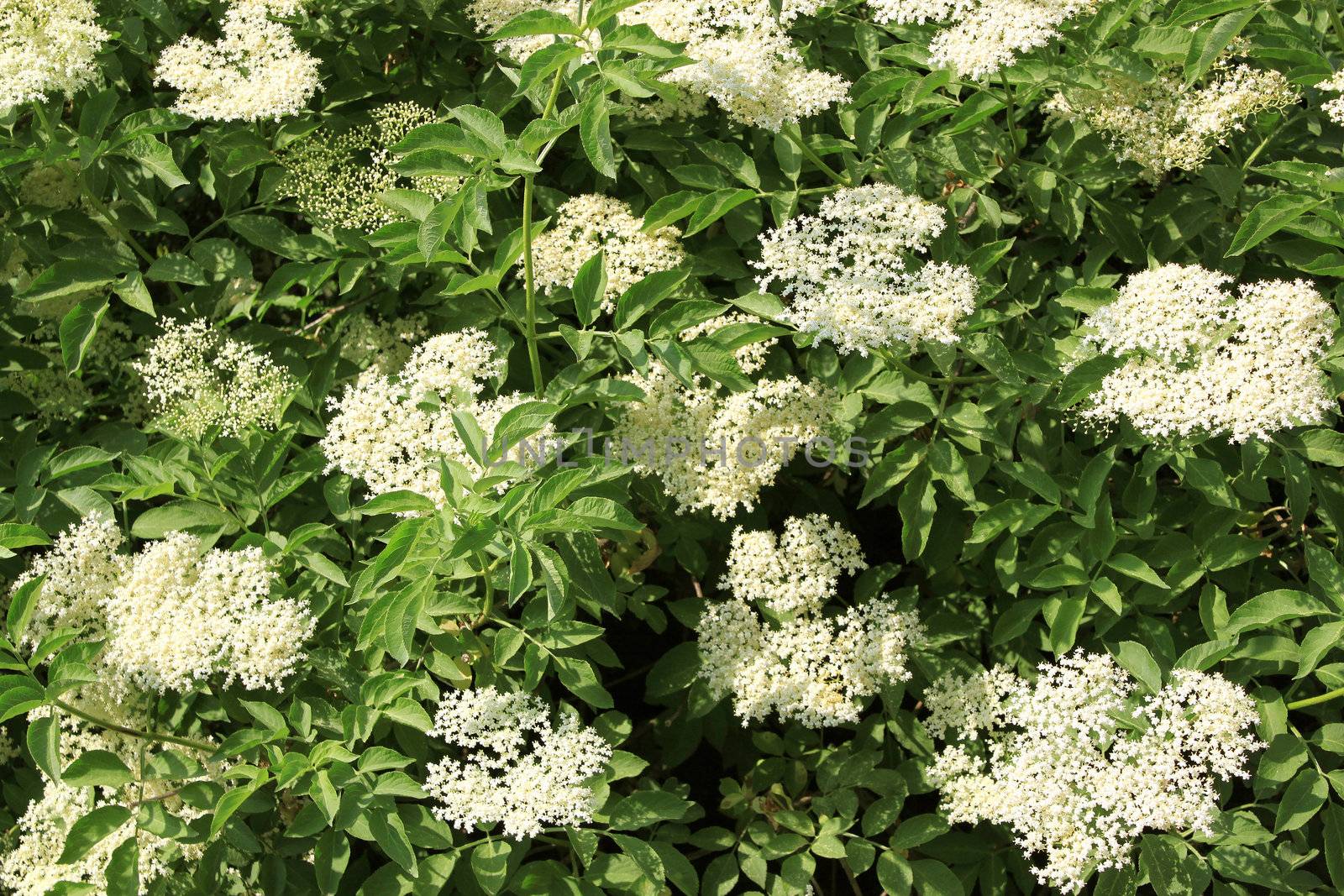 several flowers of sureau background of green leaves