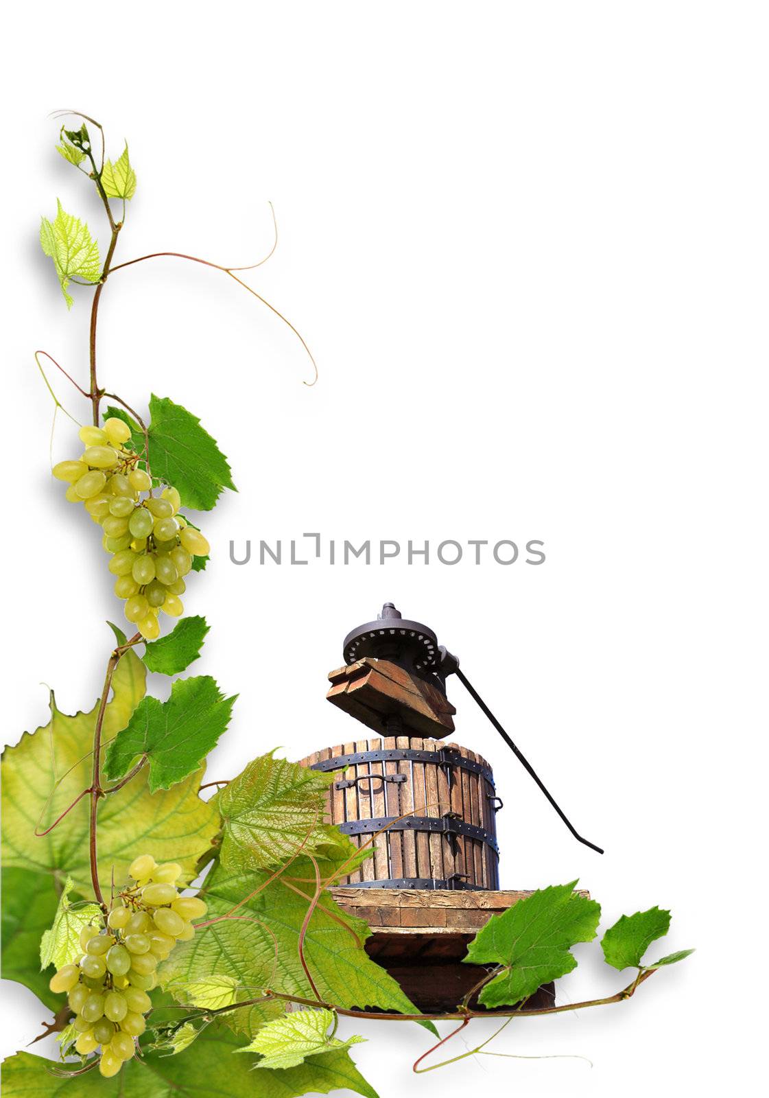 vines and grapes by 26amandine