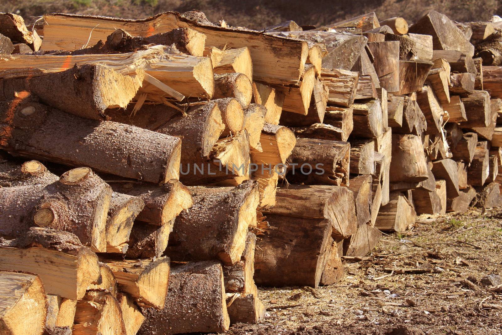 Logs cut in stacked for firewood