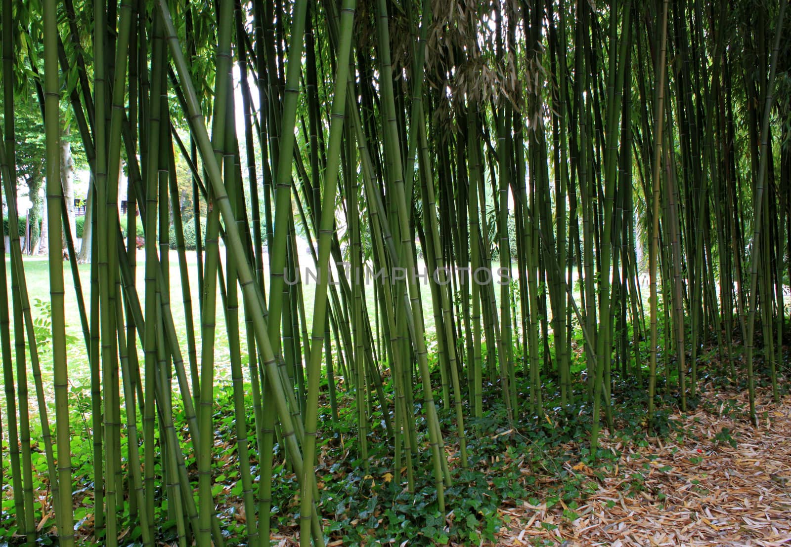 bamboos by 26amandine