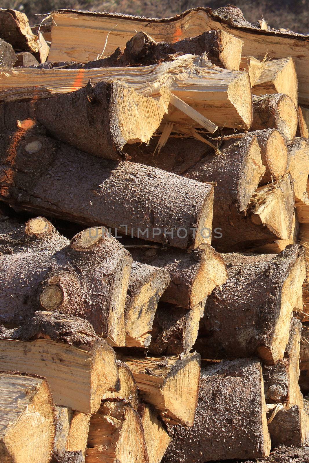 Logs cut in stacked for firewood