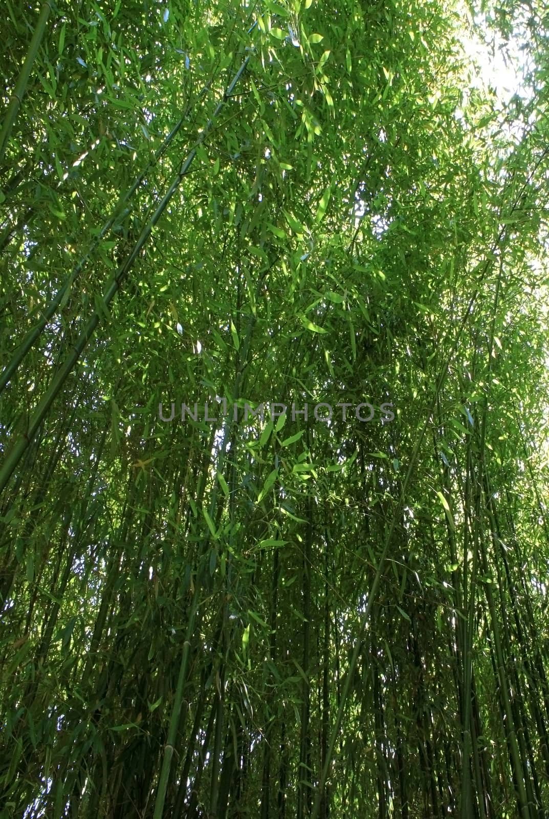 a field of bamboo culture