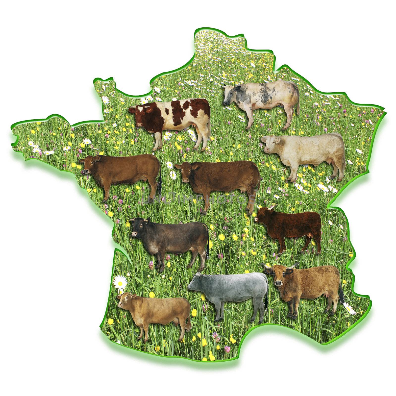 cows in a meadow on a map of France in relief