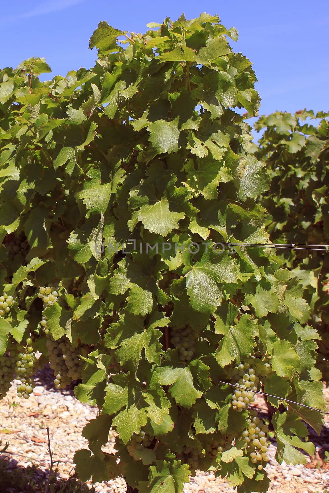 bunches of grapes on vines in a vineyard before harvest