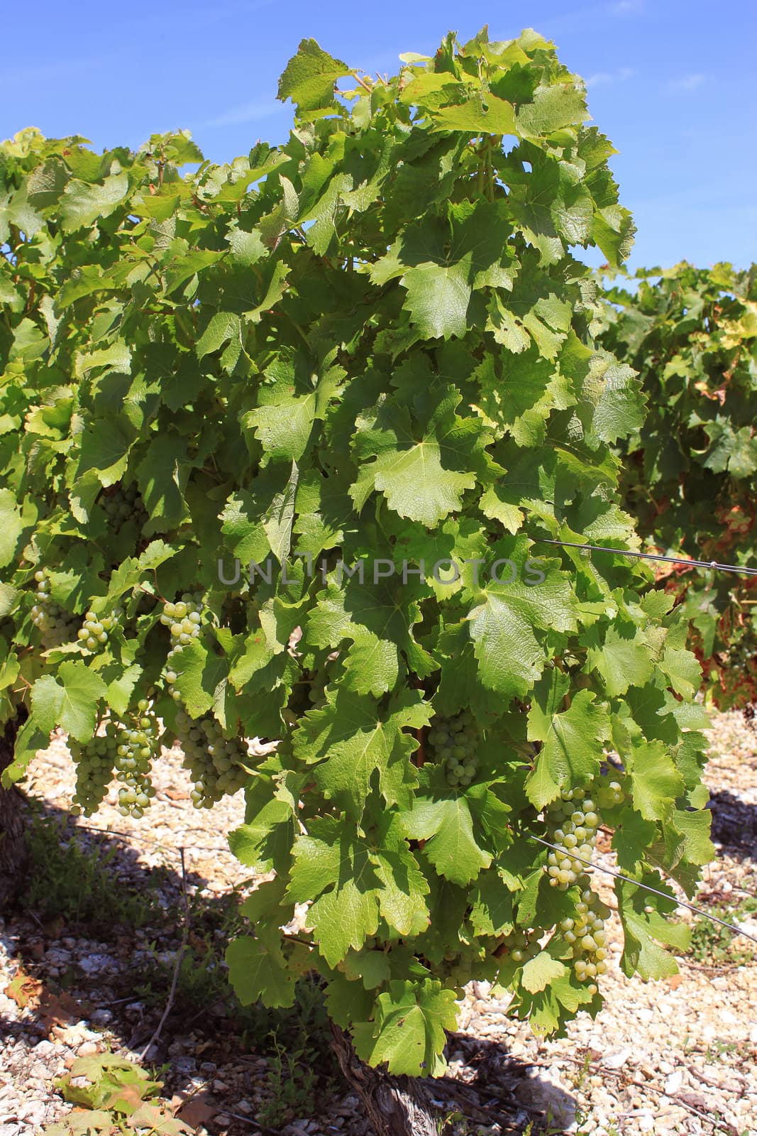 bunches of grapes on vines in a vineyard before harvest