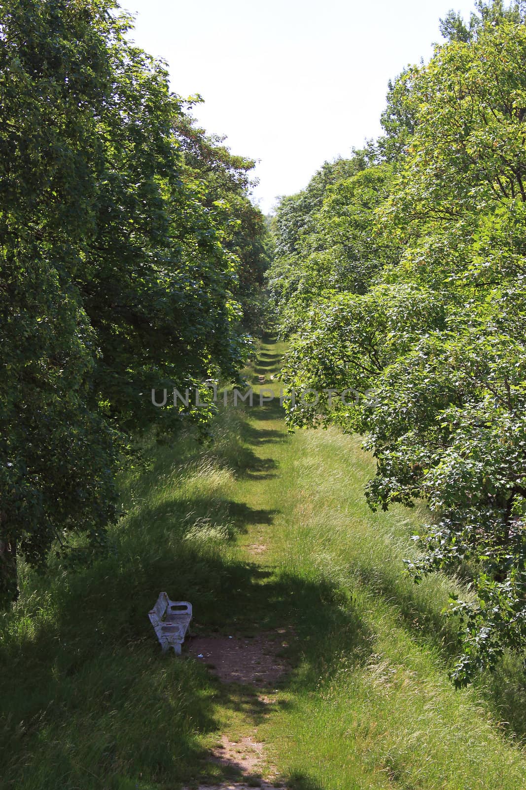 A bench on a road salvo of trees