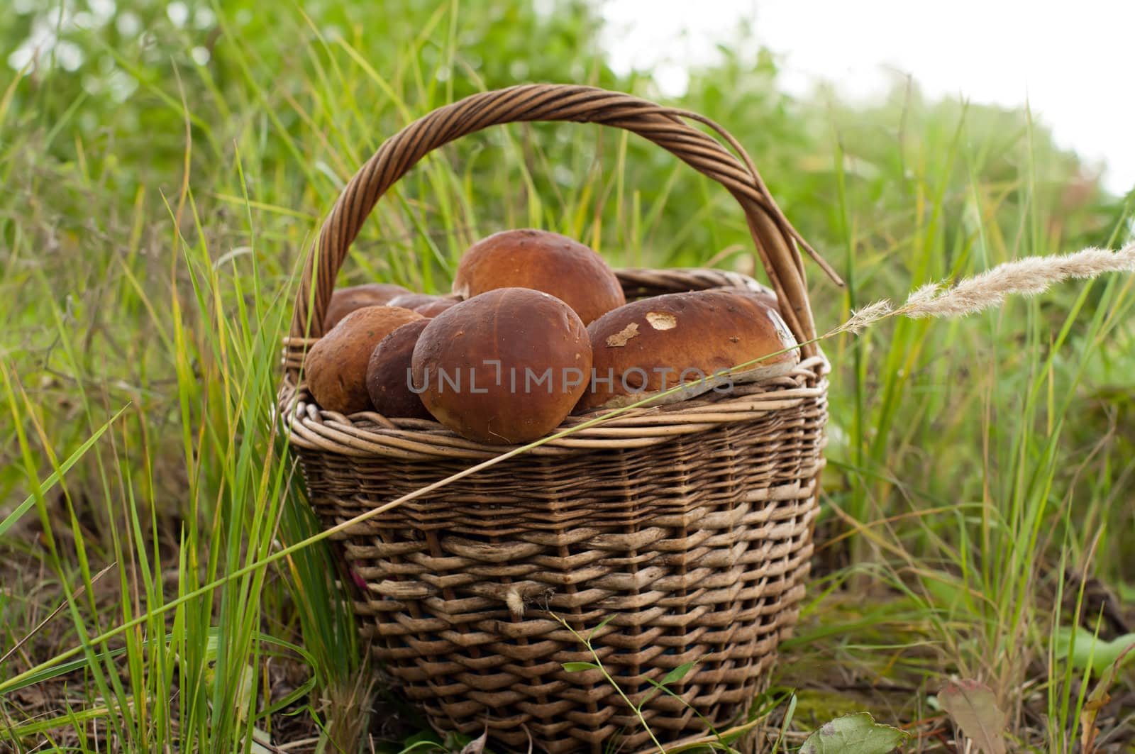 Full wattled basket of ceps close up.