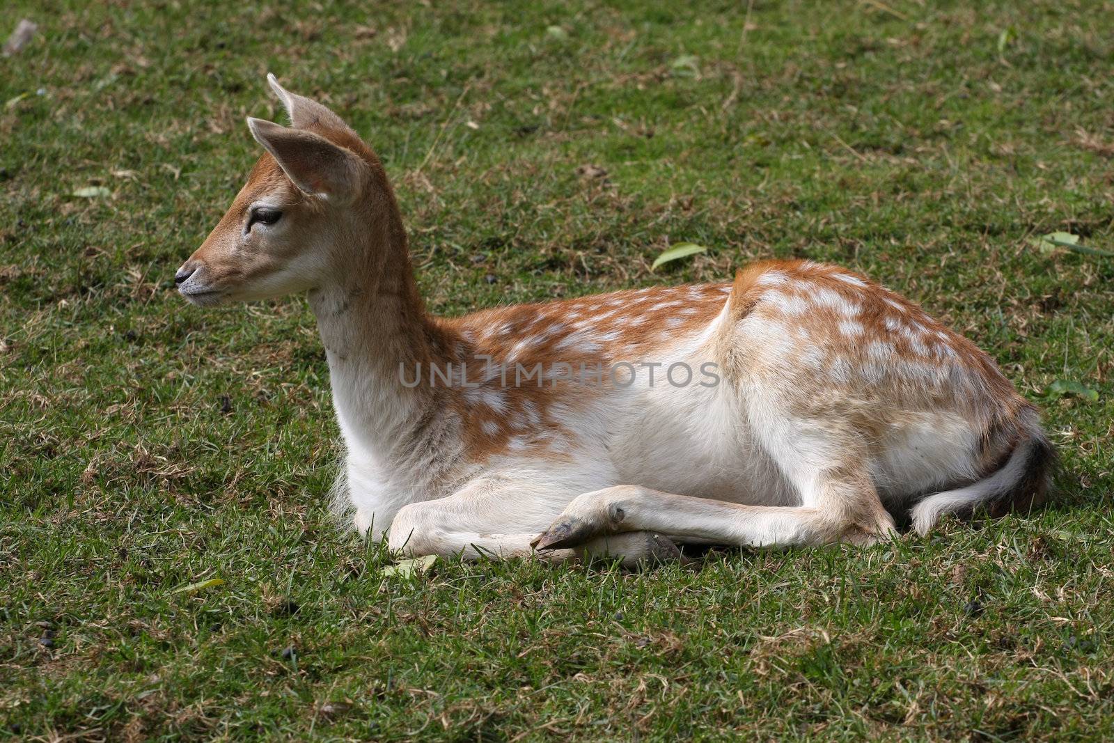 Fallow Deer youg laying on grass proflie shot