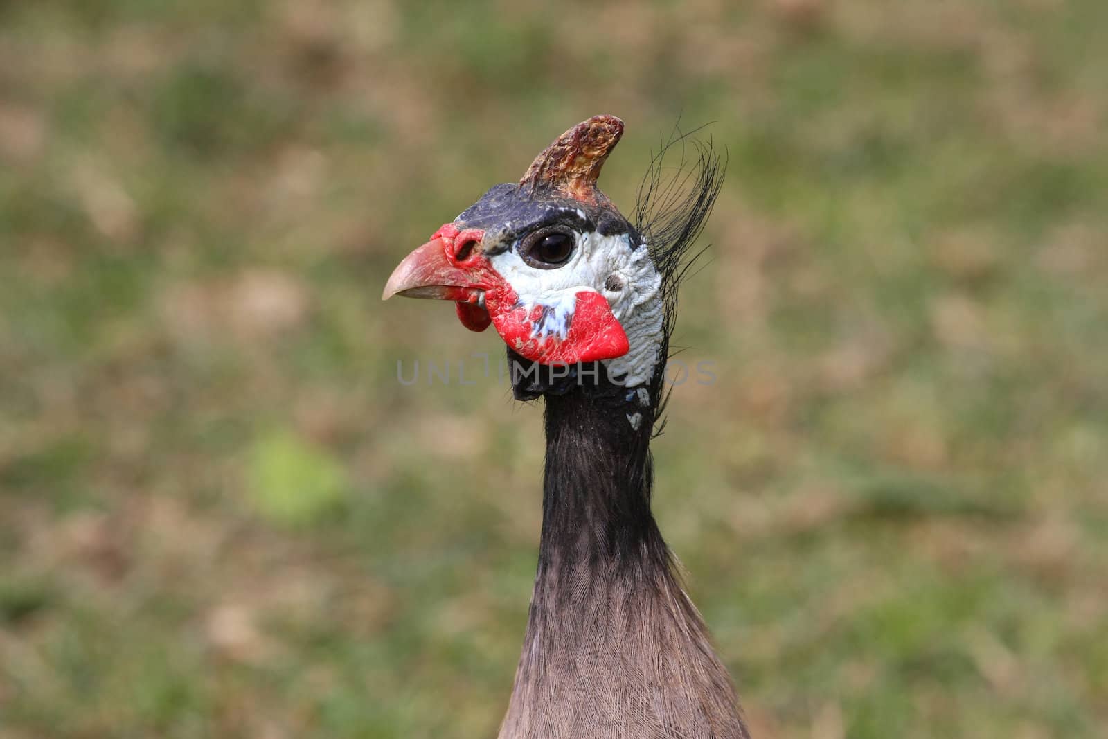 Guineafowl closeup profile of head shot showing colors