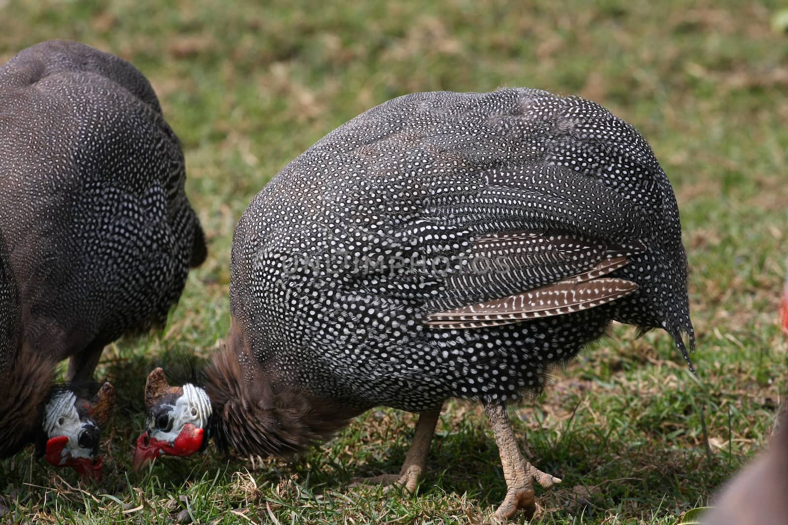 Guineafowl closeup side shot of body showing pattern of feathers