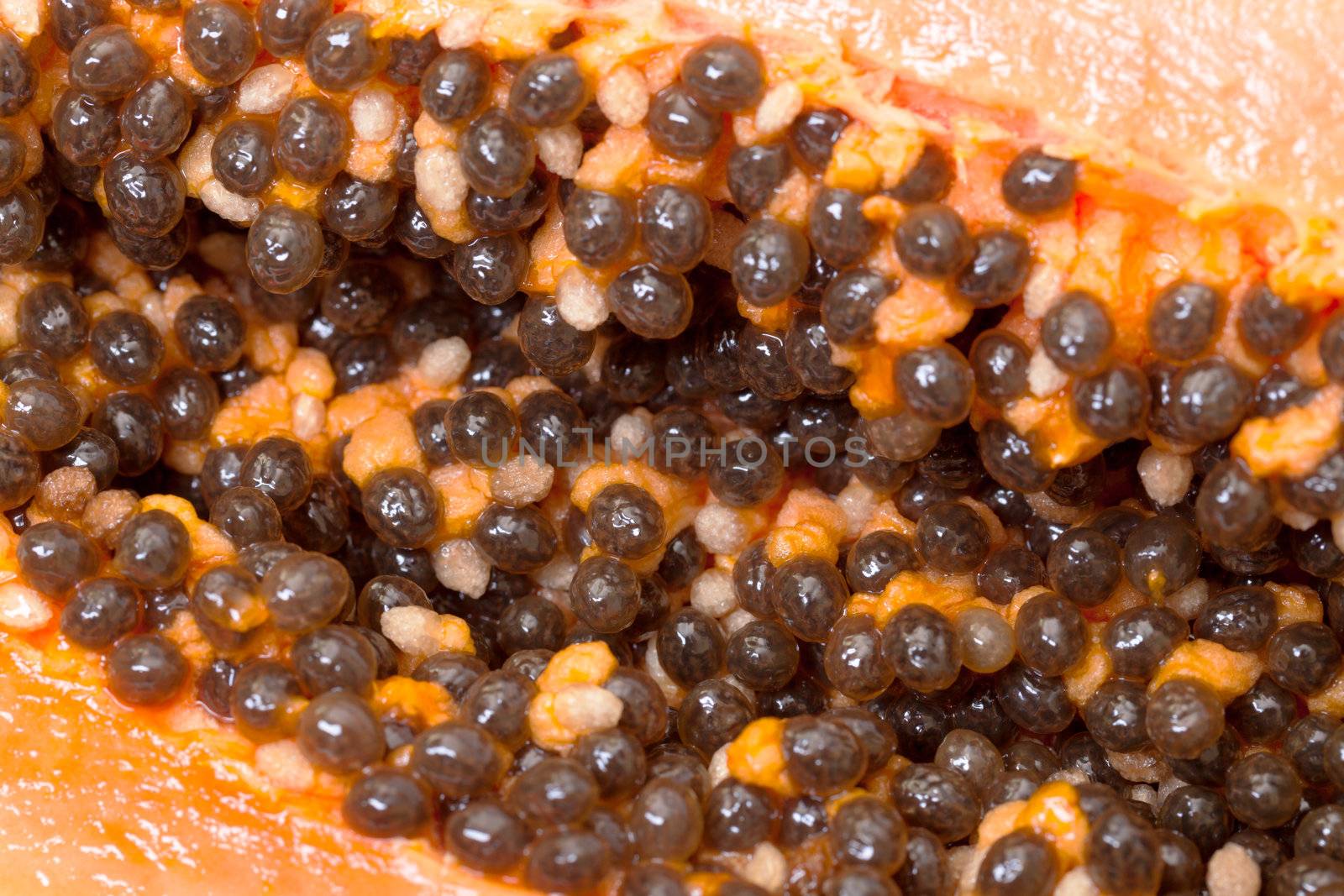 Seed Fresh Papaya closeup