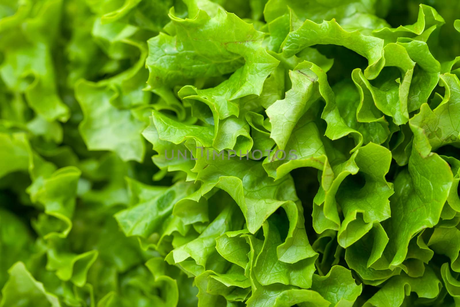 Fresh Salad Lettuce, closeup