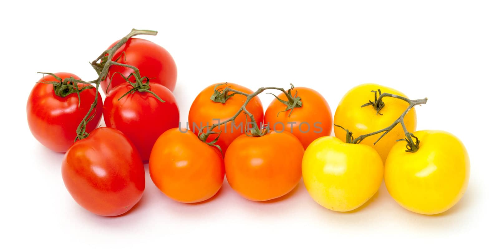 Multicolored Ripe Fresh Tomatoes on Branch on white background