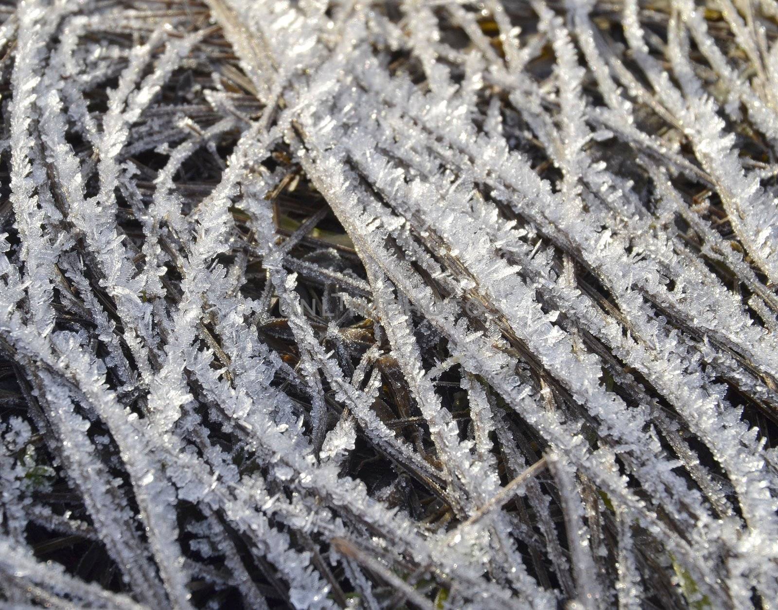 desiccated grass sprinkled with white crystals of ice