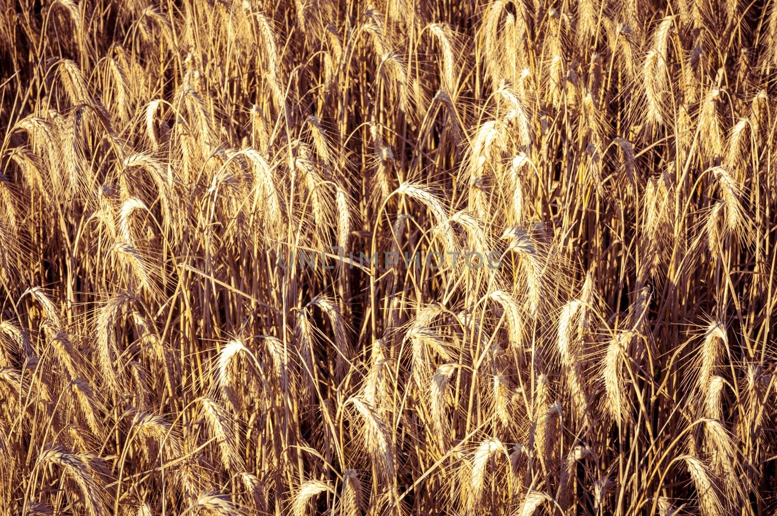 An image of wheat field ready for harvest