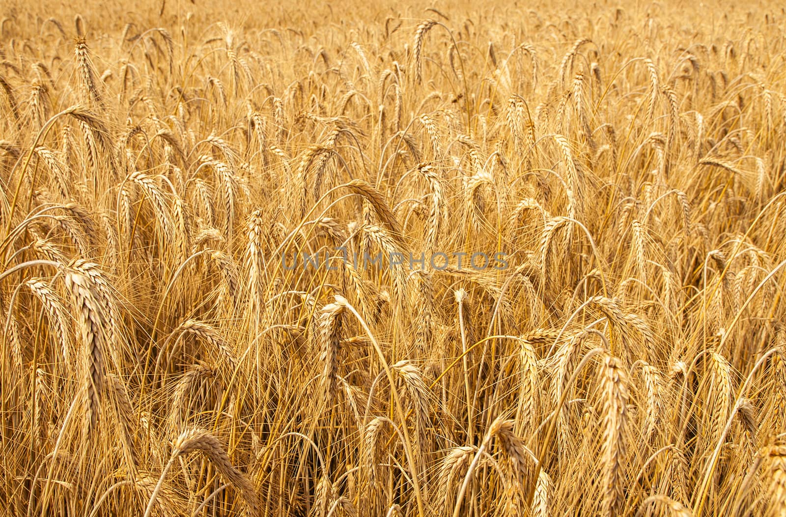 Mature wheat ready for harvest in the early summer