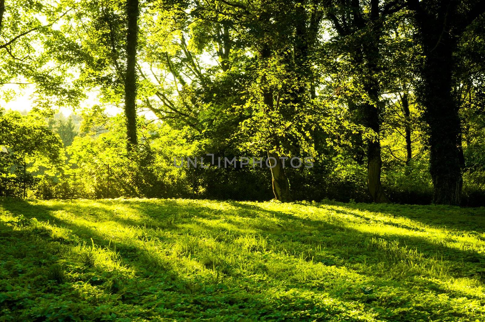 An image of Forest in the morning with sunrays