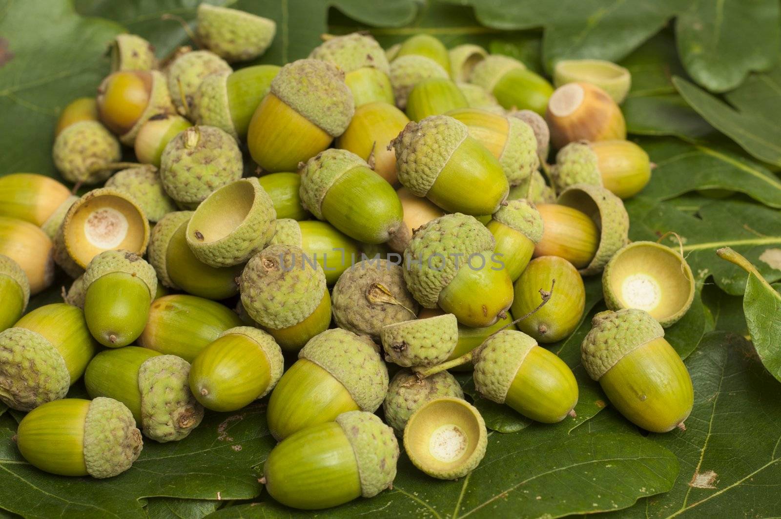 An image of haycorns