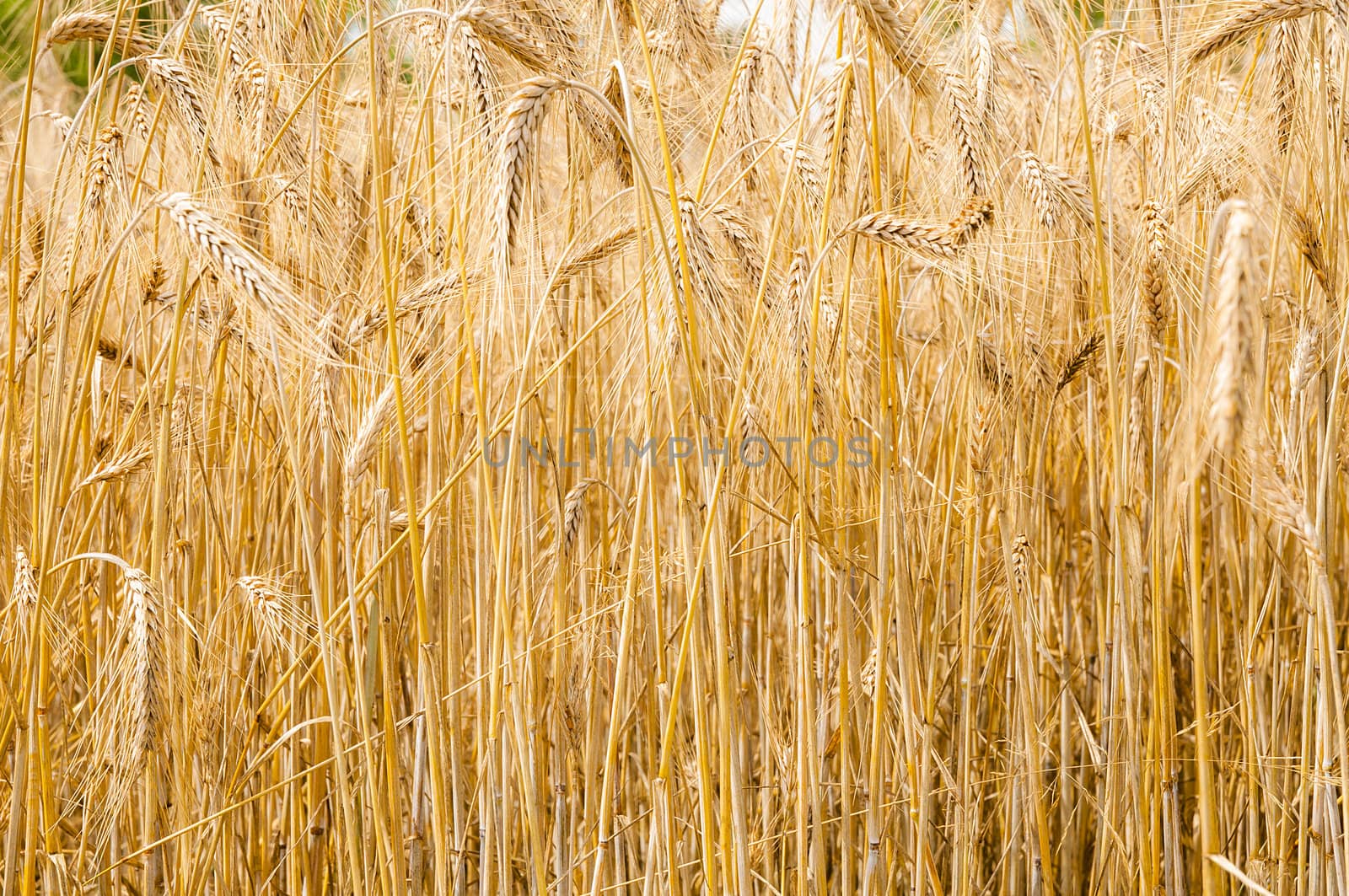 Mature wheat ready for harvest in the early summer