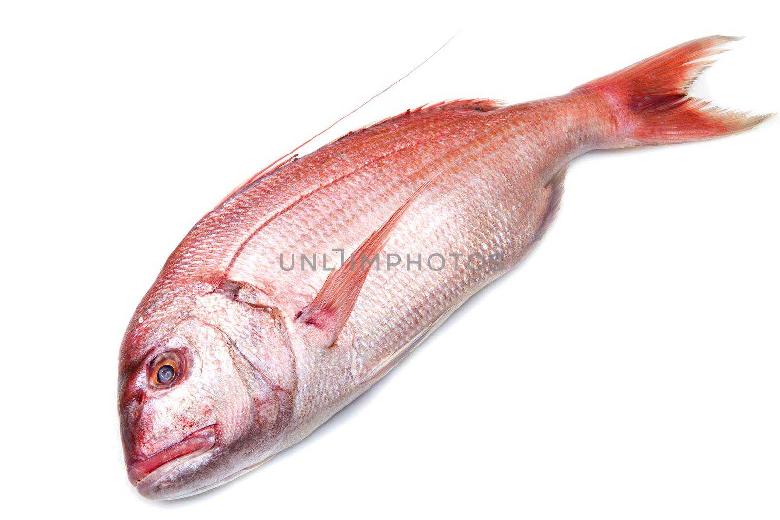 snapper red fish isolated on white by lsantilli
