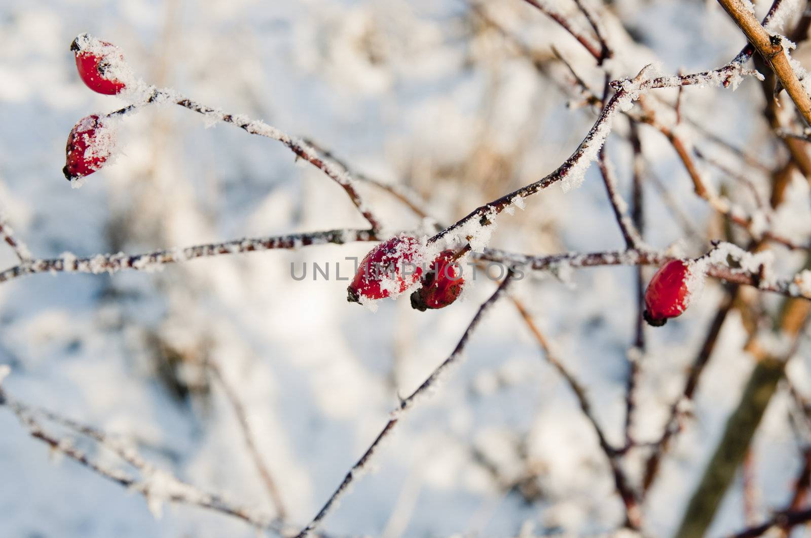 An image of rose hip in winter, covered by hoarfrost