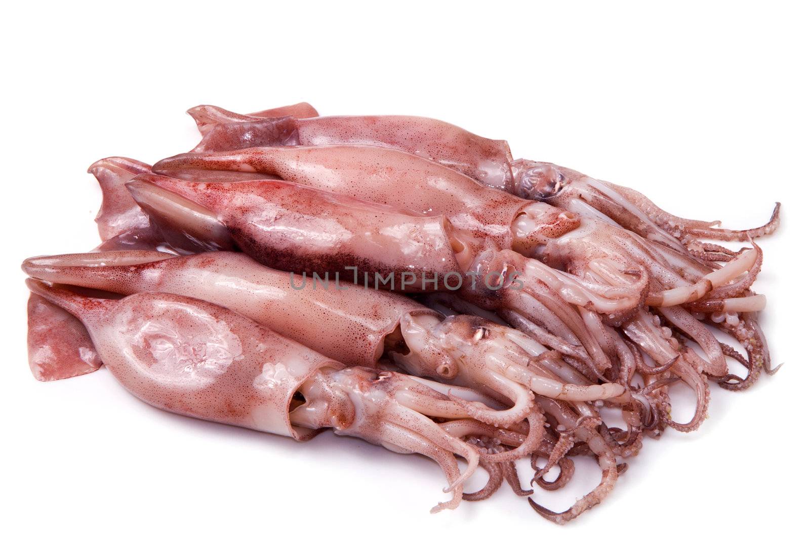a group of fresh squid isolated on white
