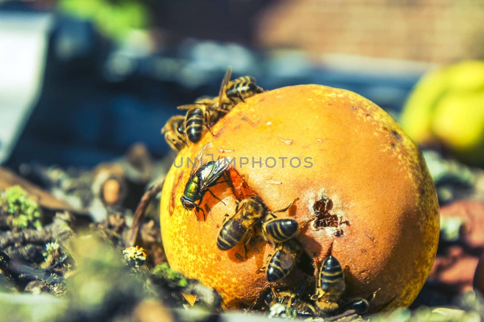 An image of many wasp eaten mature pear