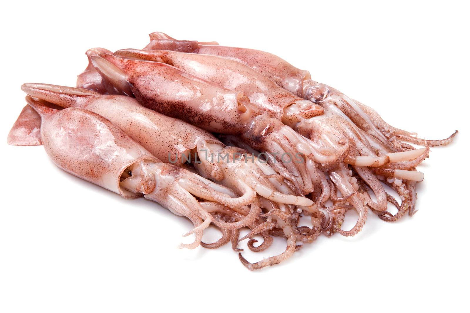 a group of fresh squid isolated on white