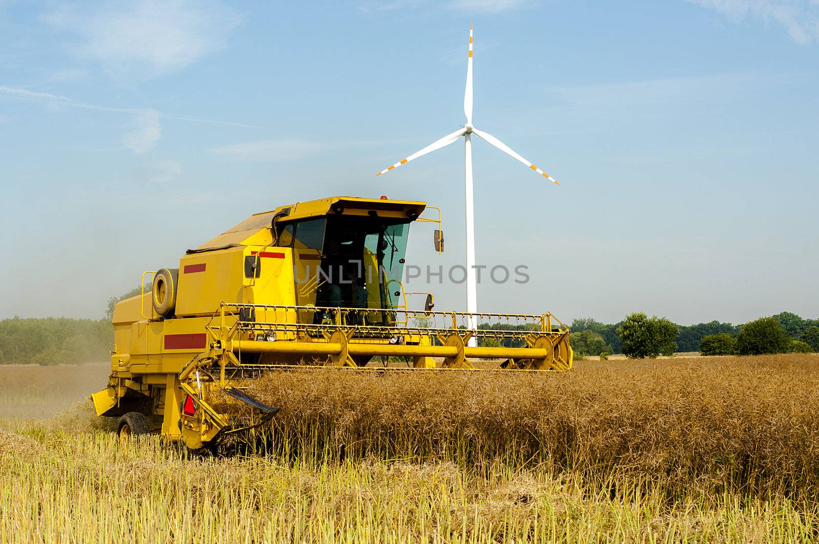 An image of combine harvesting rape