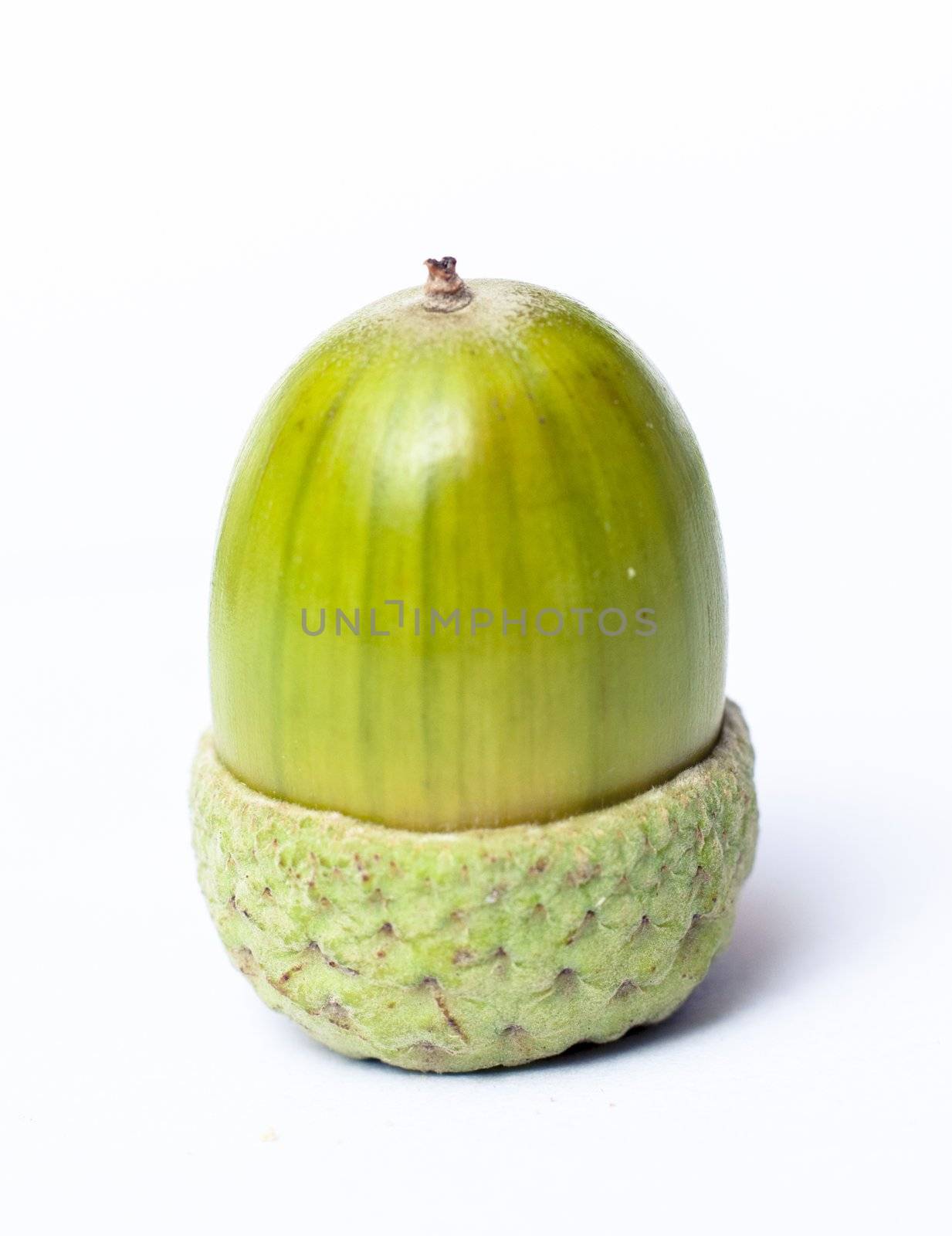 An image of haycorns